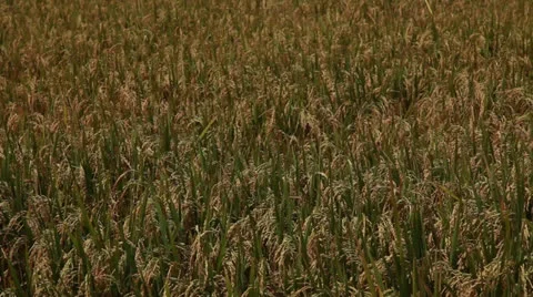 Rice field Stock Footage 26236828