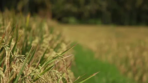 Rice field Stock Footage 26236873