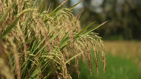 Rice field Stock Footage 26237072