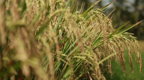 Rice field Stock Footage 26237087