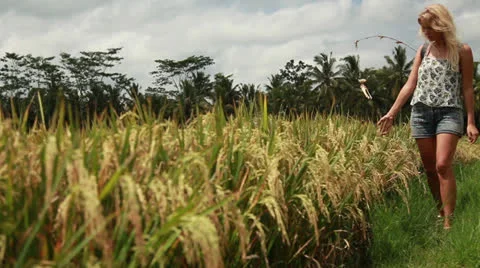 Rice field Stock Footage 26237197