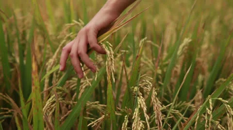 Rice field Stock Footage 26237407