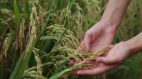 Rice field Stock Footage 26237708