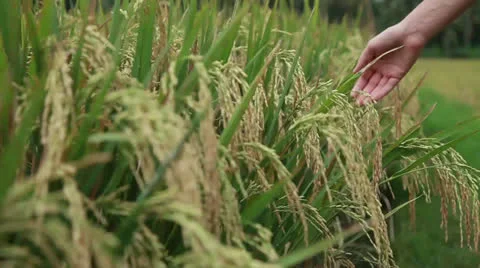 Rice field Stock Footage 26237852