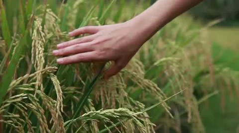 Rice field Stock Footage 26237997