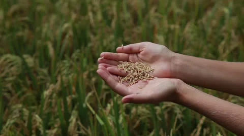 Rice field Stock Footage 26238098