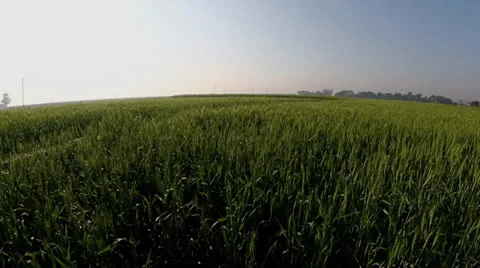 Rice Field Video stock 26557693