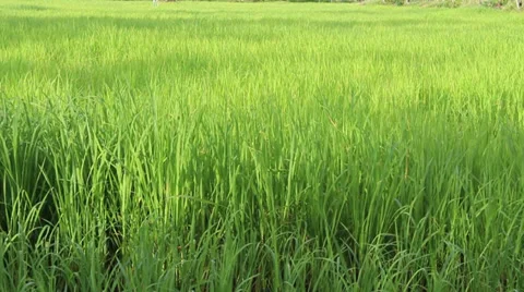 Rice field Video stock 28640818