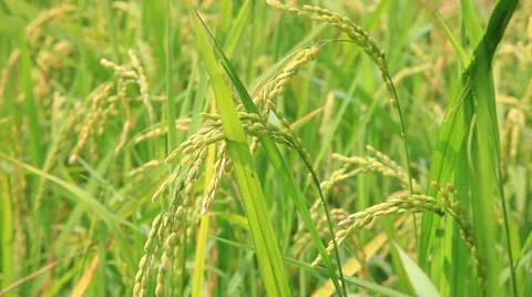 Rice field Stock Footage 40073569