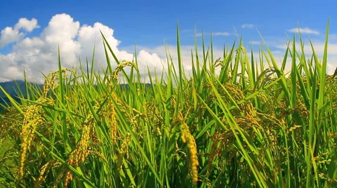 Rice field. Stock Footage 41574431