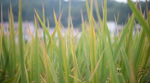 Rice field Stock Footage 42685914
