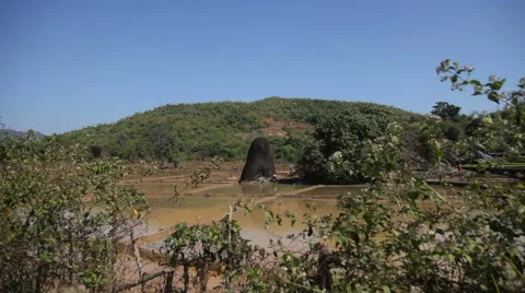 Rice field Stock Footage 45427887