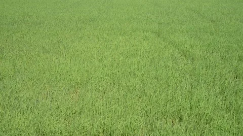 Rice field Stock Footage 51200766