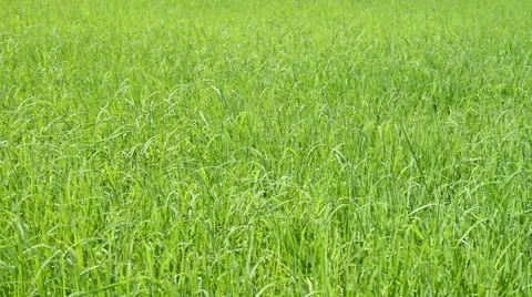 Rice field Stock Footage 51208184