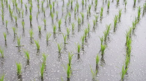 Rice field Stock Footage 68620297