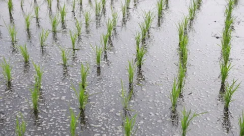 Rice field Stock Footage 68621627