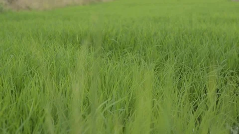 Rice field 스톡 동영상 77747606