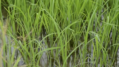 Rice field Stock Footage 77747664