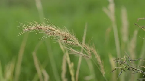 Rice field 스톡 동영상 77747687