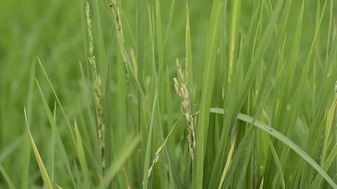 Rice field Stock-Footage 77747724