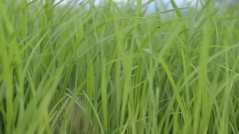 Rice field Stock Footage 77747727