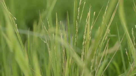 Rice field Video stock 77747768