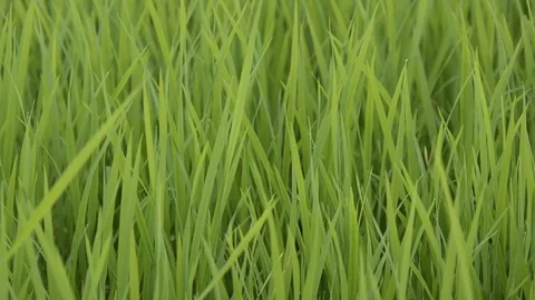 Rice field Stock Footage