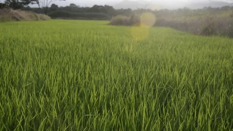 Rice field Stock Footage