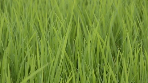 Rice field Video stock 77858383
