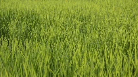 Rice Field 스톡 동영상 77858426