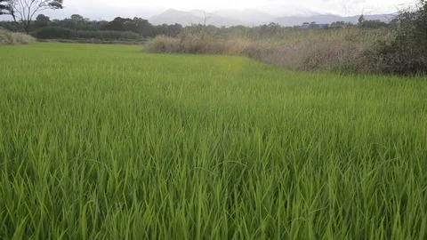 Rice field Stock-Footage 77858476
