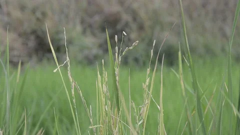 Rice field 스톡 동영상 77858480