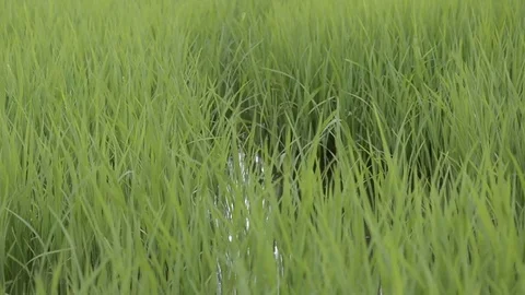 Rice Field Video stock 77858481