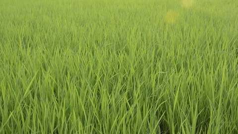 Rice field Stock Footage 77858485