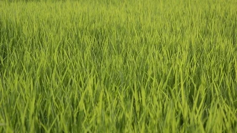 Rice field Stock Footage 77858488