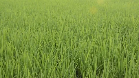 Rice field Stock Footage 77858498