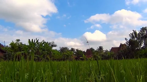 Into the rice field Stock Footage 77924181