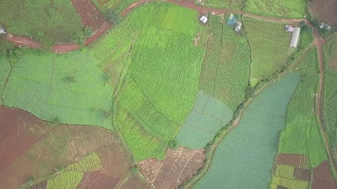 Rice field Stock Footage