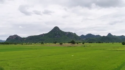 Rice field Stock Footage 79896545