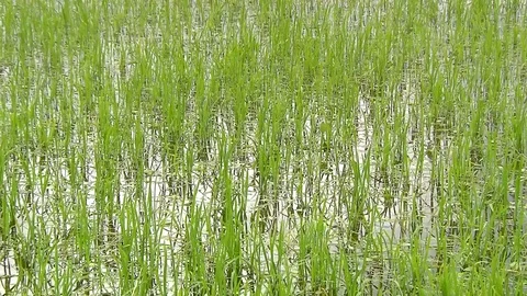 Rice Field 스톡 동영상 83348503