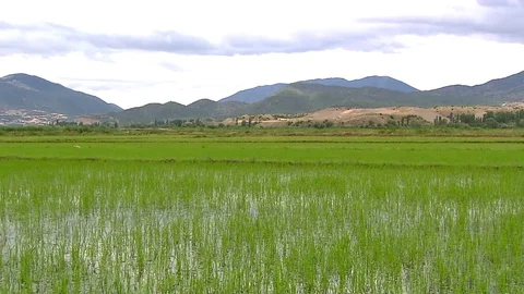 Rice Field 스톡 동영상 83585220