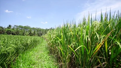 Rice field Stock-Footage 87250766