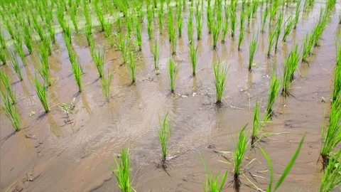 Rice field Stock-Footage 87250832