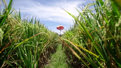 Rice field Video stock 87250835