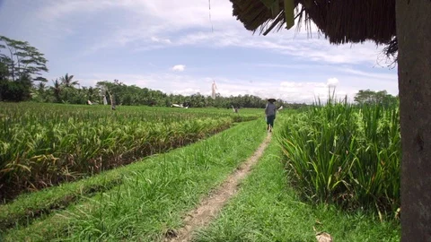 Rice field Stock Footage 87251092