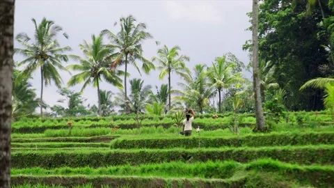 Rice field Stock Footage 87251142