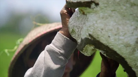 Rice field Stock-Footage 87251146
