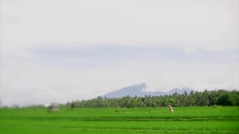 Rice field Video stock 87251231