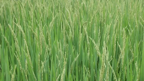 Rice in the field 스톡 동영상 88503647