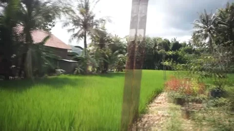 Rice field Stock Footage 103937612